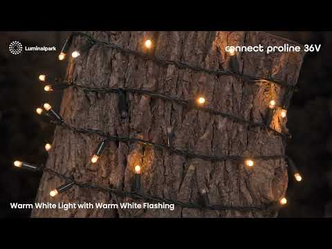 5 m Warm White Connect ProLine 36V String Lights, 100 maxiLEDs, green cable 2