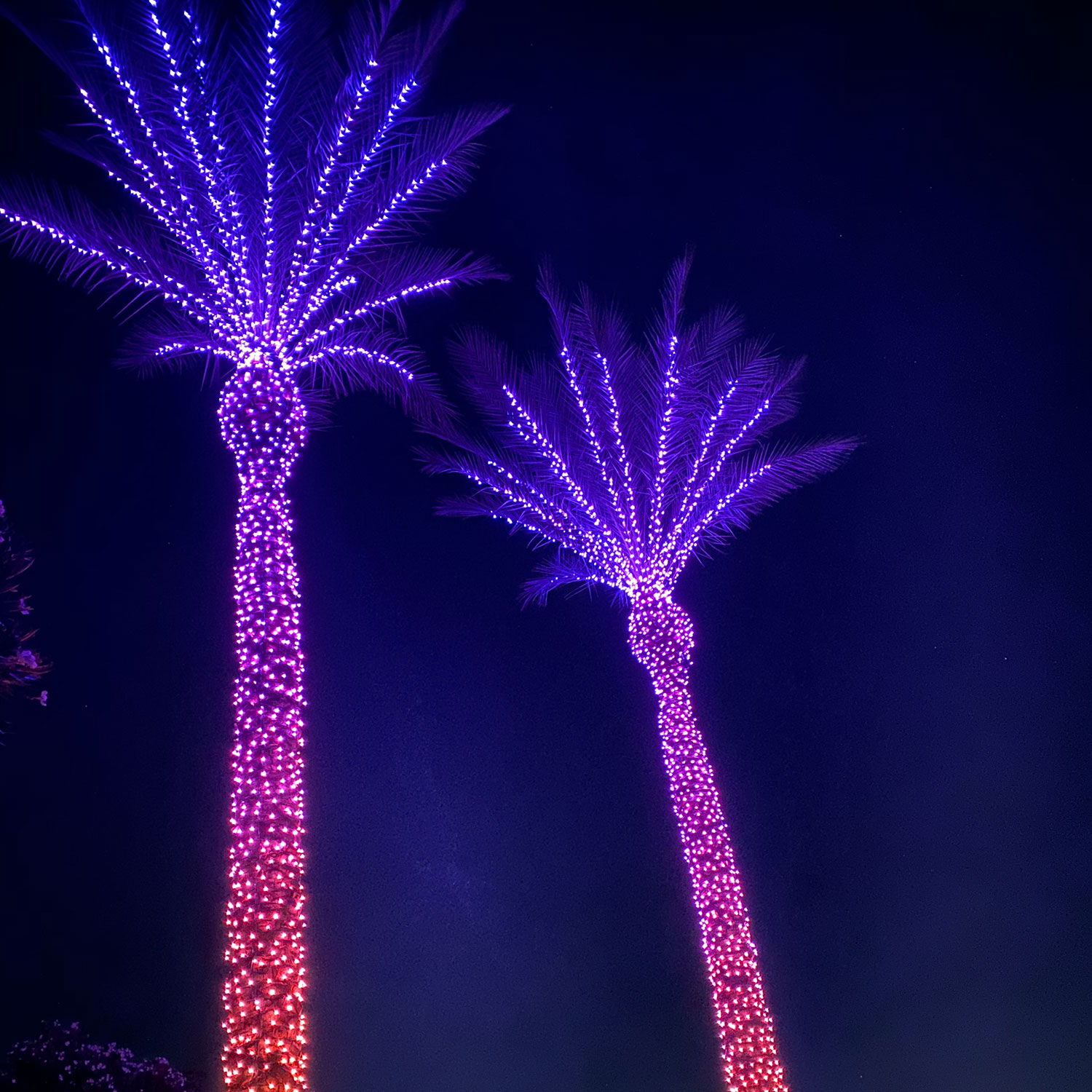 Guirlande Twinkly Plus RGB et Blanc chaud, 25 mètres, 250 Pixel Led, câble noir 10 Guirlande Twinkly Plus RGB et Blanc chaud, 25 mètres, 250 Pixel Led, câble noir 10