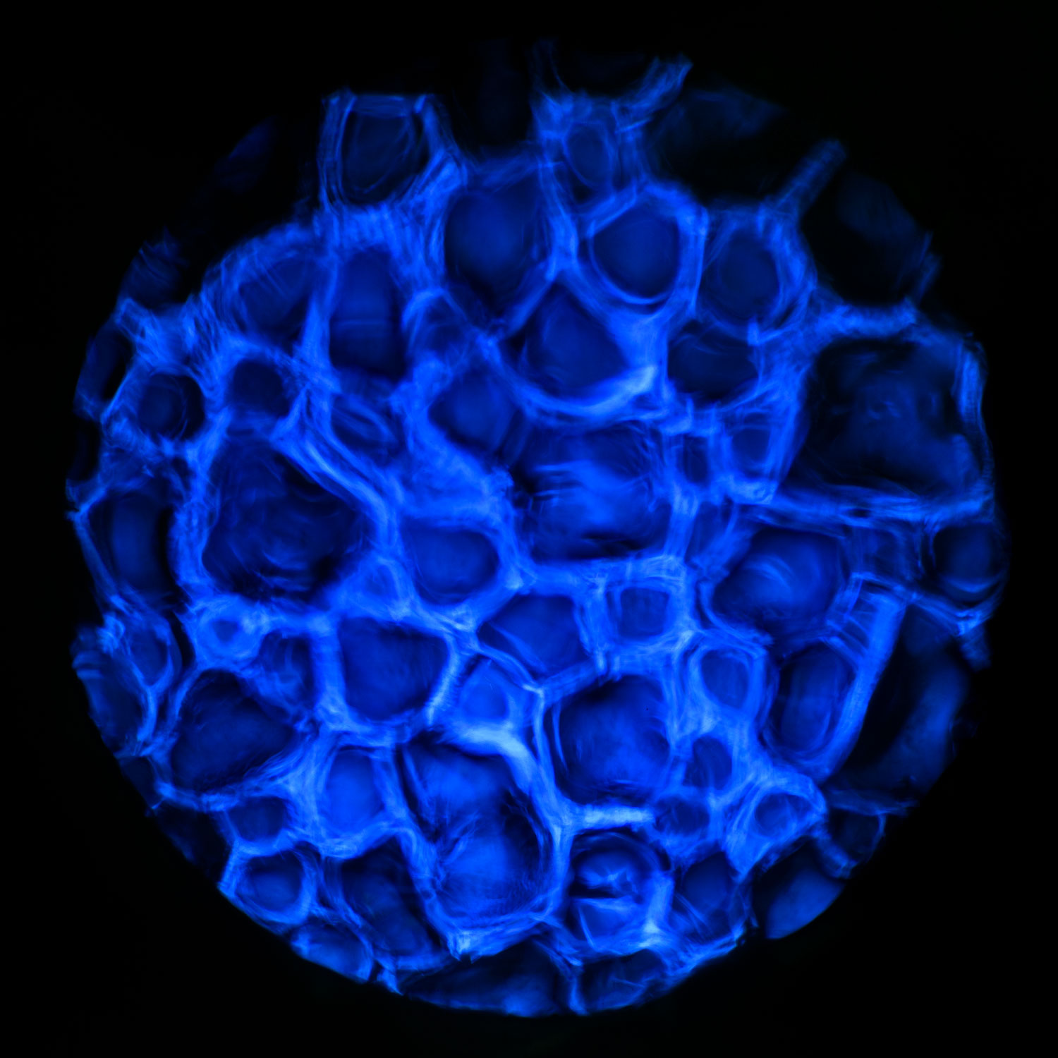 Gobo Efecto agua Ø 37mm Gobo Efecto agua Ø 37mm