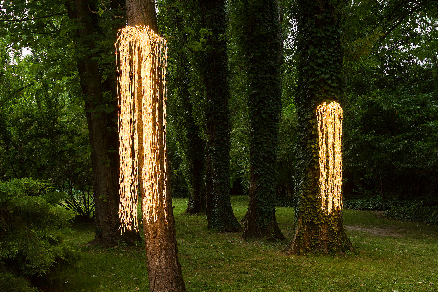 Willow Tree Lights Willow Tree Lights