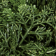 Campione finitura Lichene verde bosco Green Wall Light