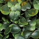 Campione finitura Bosso Green Wall Light