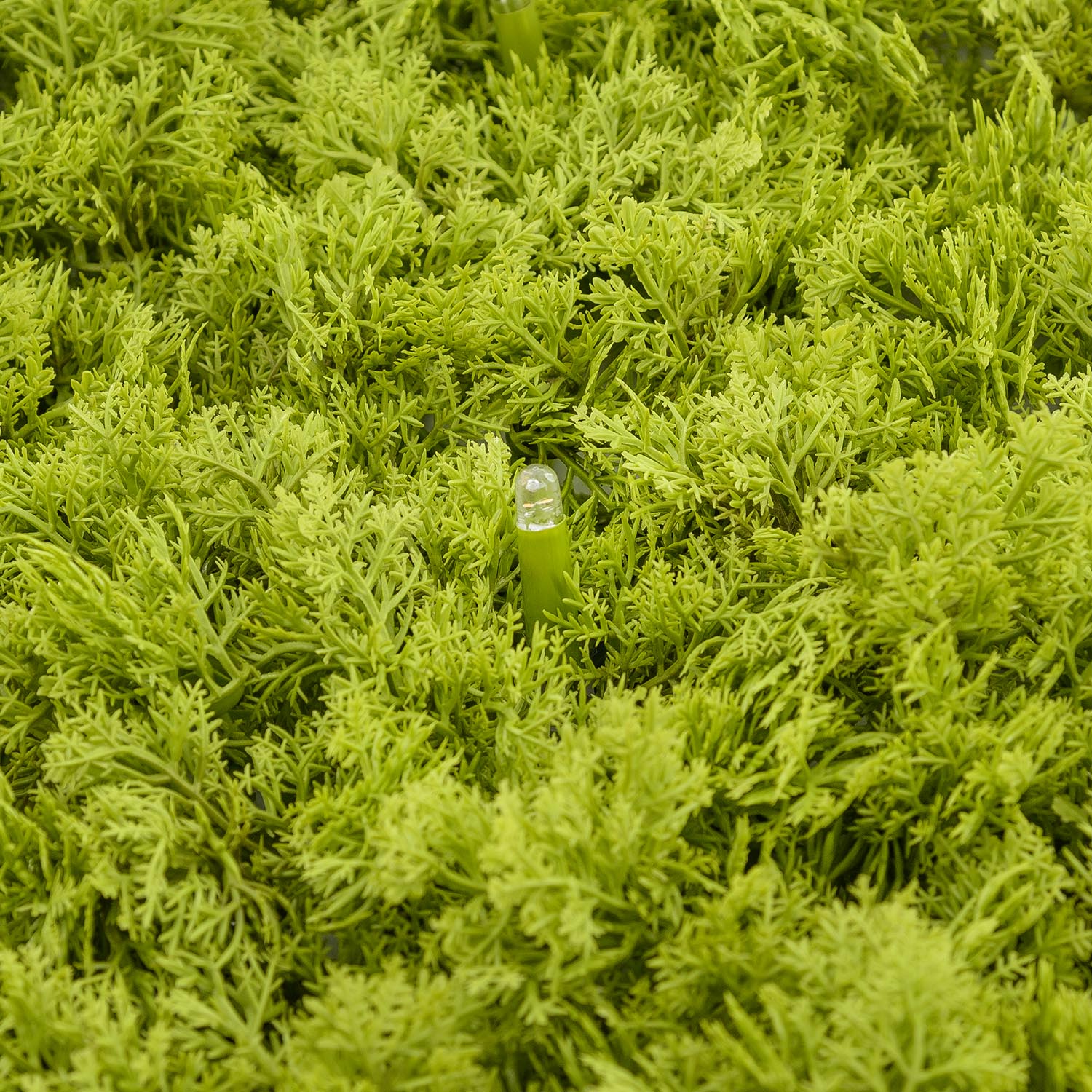 Panneau de Lichen artificiel vert acide Green Wall Light, 16 Maxiled Dual Color blanc chaud 12