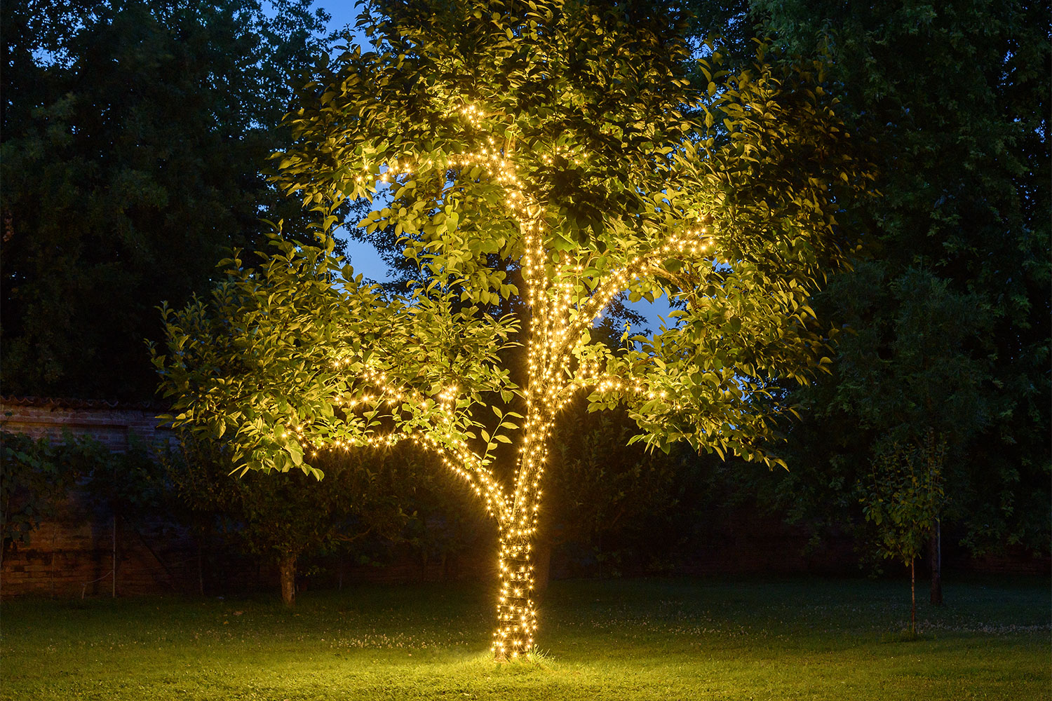String Lights String Lights