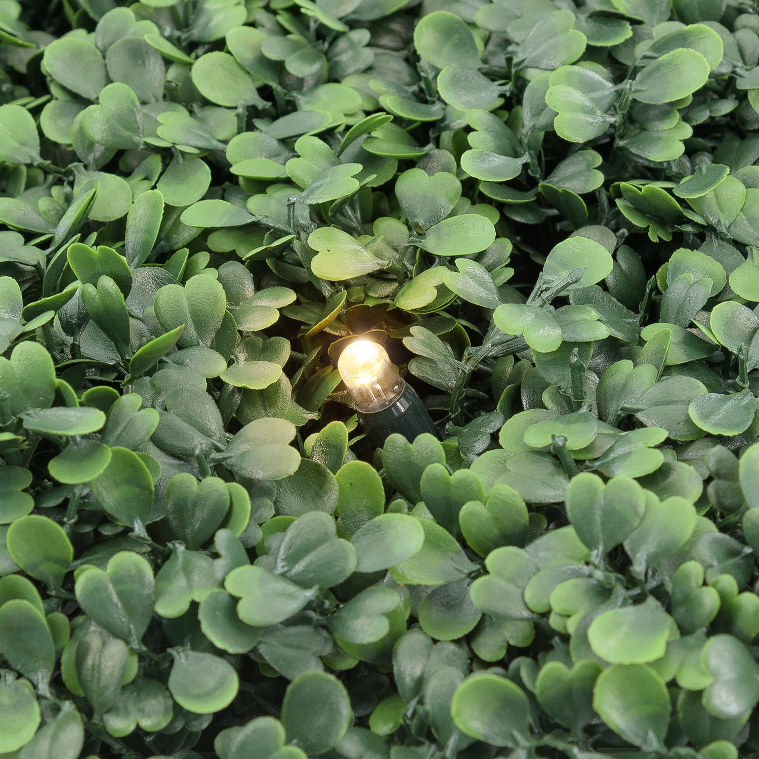 Pannello di Bosso artificiale verde scuro Green Wall Light, 16 maxiled Dual Color bianco caldo 11