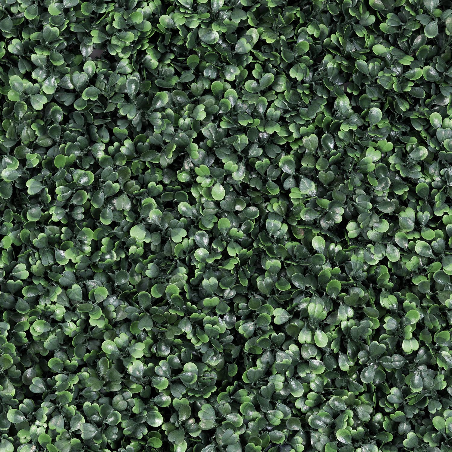 Panneau de Buis artificiel vert foncé Green Wall Light, sans lumières 4
