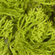 Campione finitura Lichene verde acido Green Wall Light